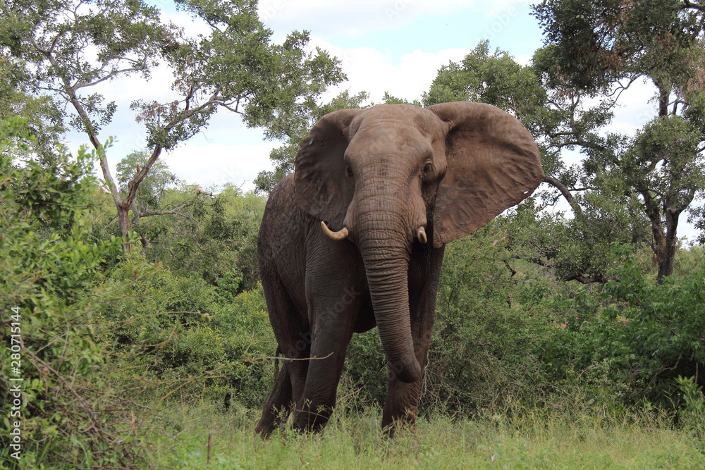 Obraz premium Afrikanischer Elefant / African elephant / Loxodonta africana