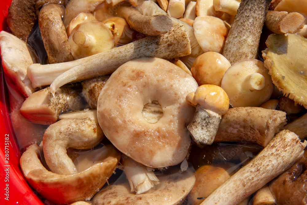 plucked mushrooms lie in the basin in the water. the harvest of mushrooms is washed in the pelvis. plucked mushrooms lie in the basin in the water. the harvest of mushrooms is washed in the pelvis.