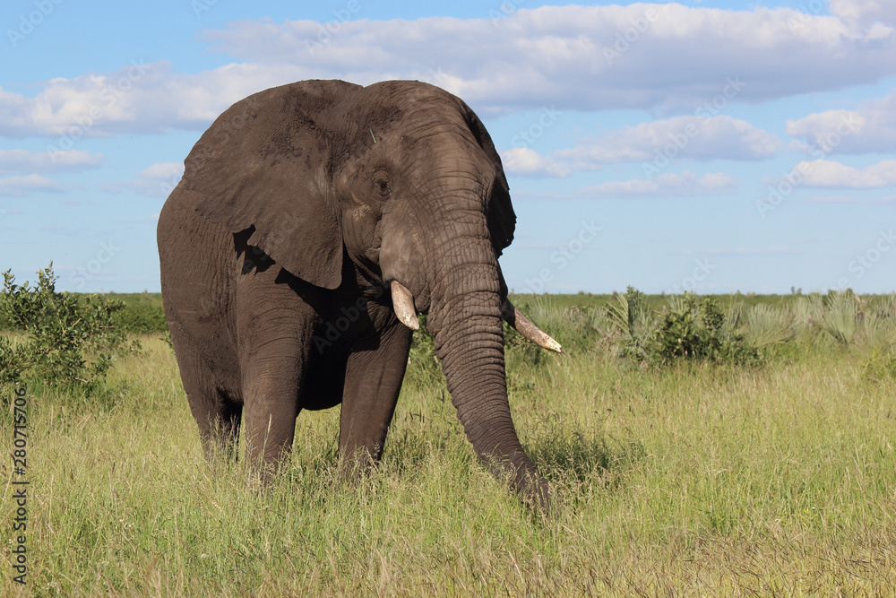 Fototapeta premium Słoń afrykański / Słoń afrykański / Loxodonta africana