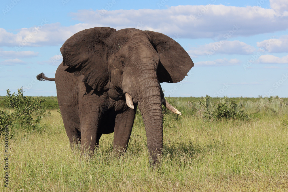 Afrikanischer Elefant / African elephant / Loxodonta africana Afrikanischer Elefant / African elephant / Loxodonta africana