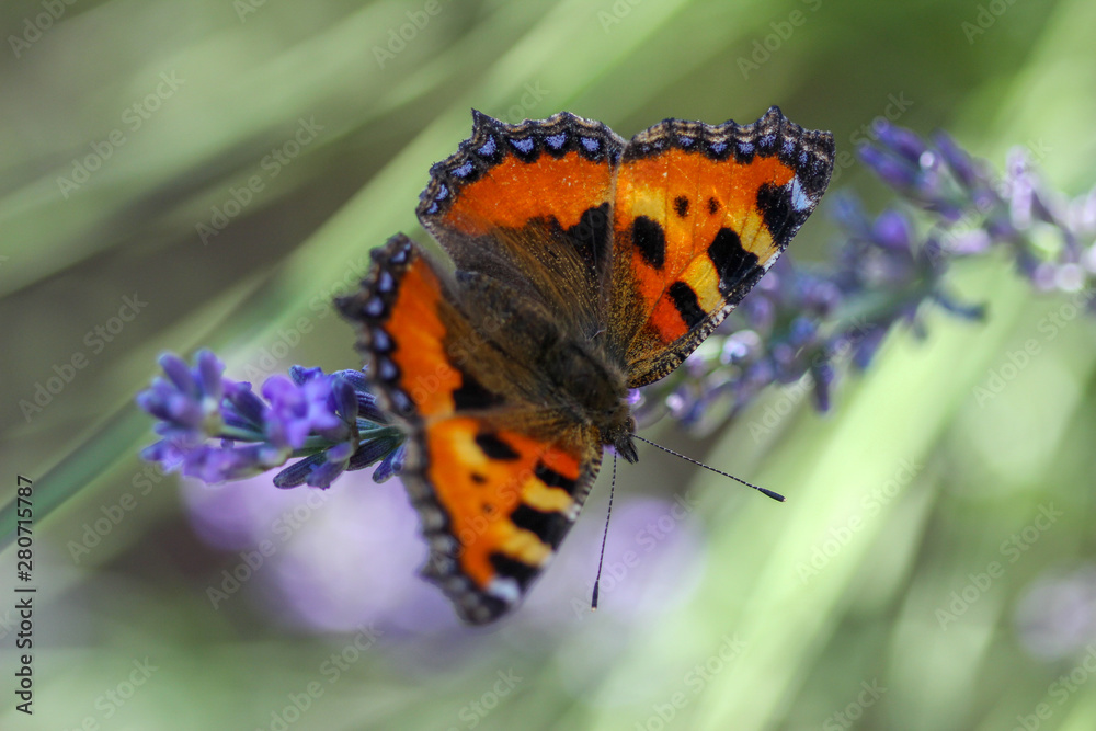 Obraz premium Schmetterling kleiner Fuchs (aglais urticae) auf einer Lavendelblüte