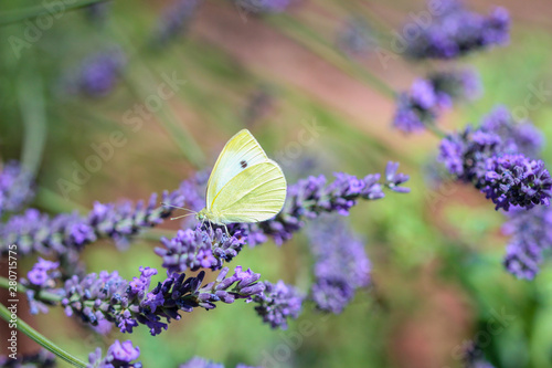 Kohlweißling Schmetterling (Pieris rapae) auf einer Lavendelblüte photo