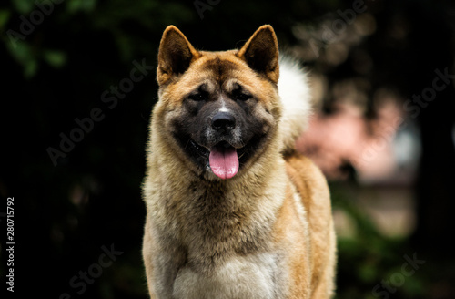 portrait of an American Akita dog on grass background