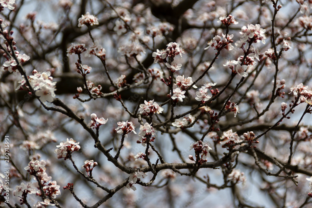Branches with cherry blossom flowers blooming in spring Branches with cherry blossom flowers blooming in spring