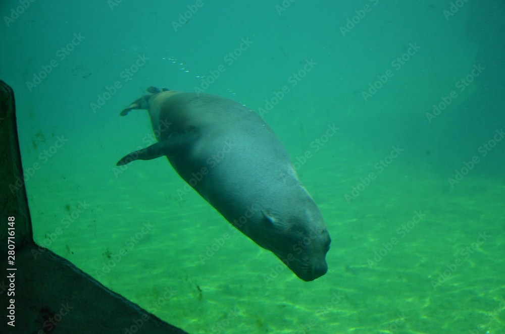 Obraz premium Harbor seal (Phoca vitulina)