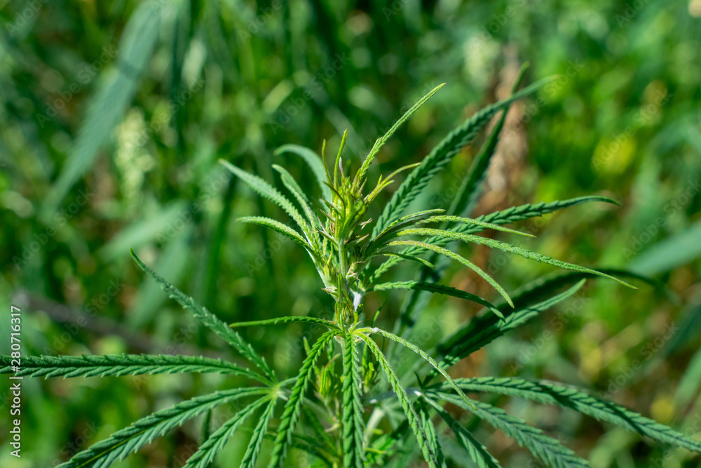 Hemp plant closeup