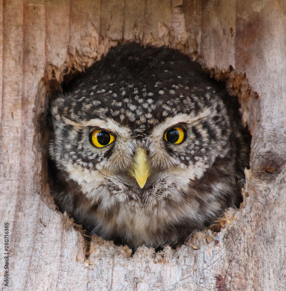 Obraz premium Sparrowl Owl