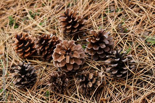 Withered pine needles and pine cone in winter
