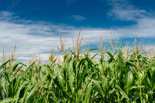 Green corn field