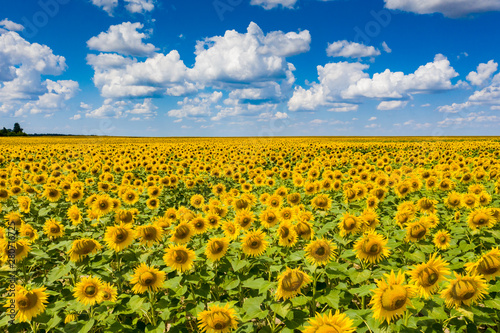field of blooming sunflowers with blue sky on background