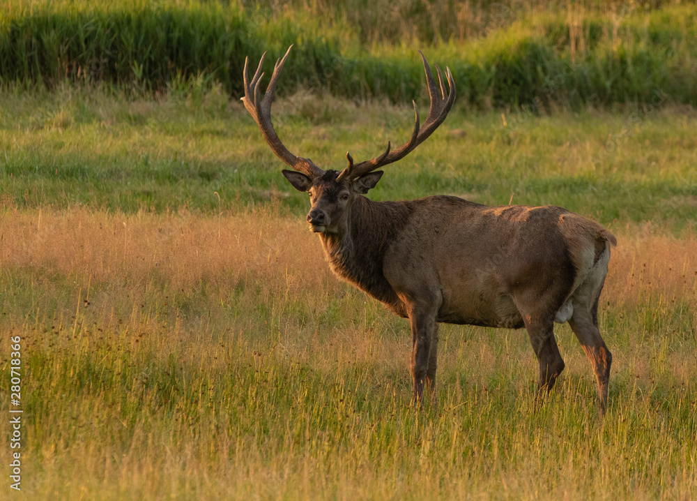 Deer Deer