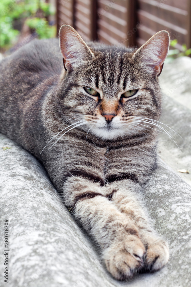 Tabby cat lying on a slate roof and resting Tabby cat lying on a slate roof and resting