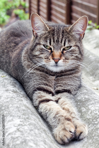 Tabby cat lying on a slate roof and resting