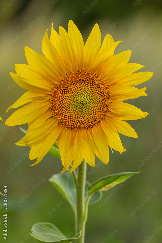 Young sunflower flower close up, soft focus