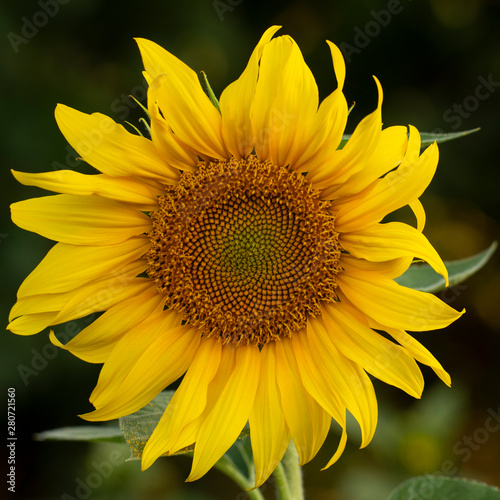 Young sunflower flower close up  soft focus