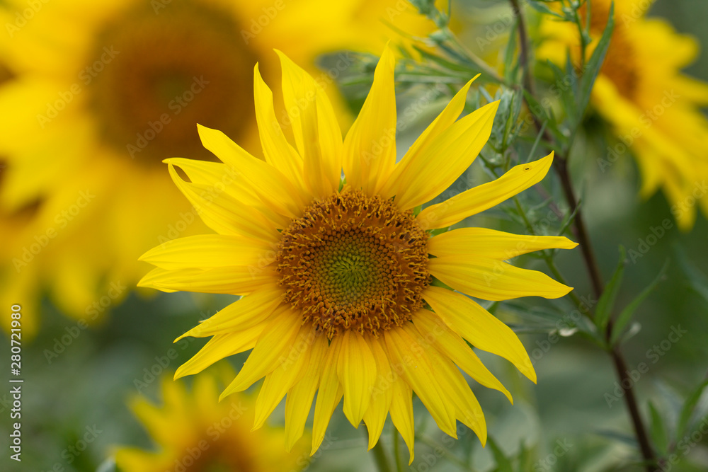 Young sunflower flower close up, soft focus Young sunflower flower close up, soft focus