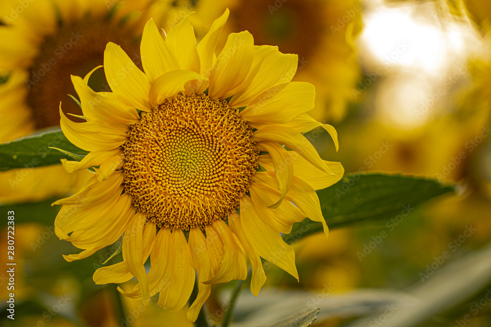 Young sunflower flower close up, soft focus Young sunflower flower close up, soft focus