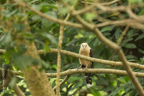 Sparrowhawk looking for prey while standing on a tree branch