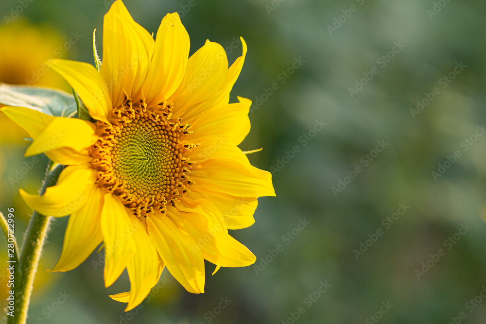 Young sunflower flower close up, soft focus Young sunflower flower close up, soft focus