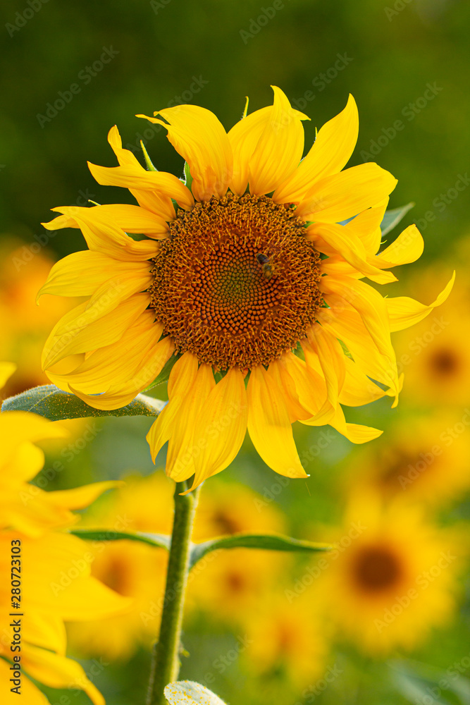 Young sunflower flower close up, soft focus Young sunflower flower close up, soft focus