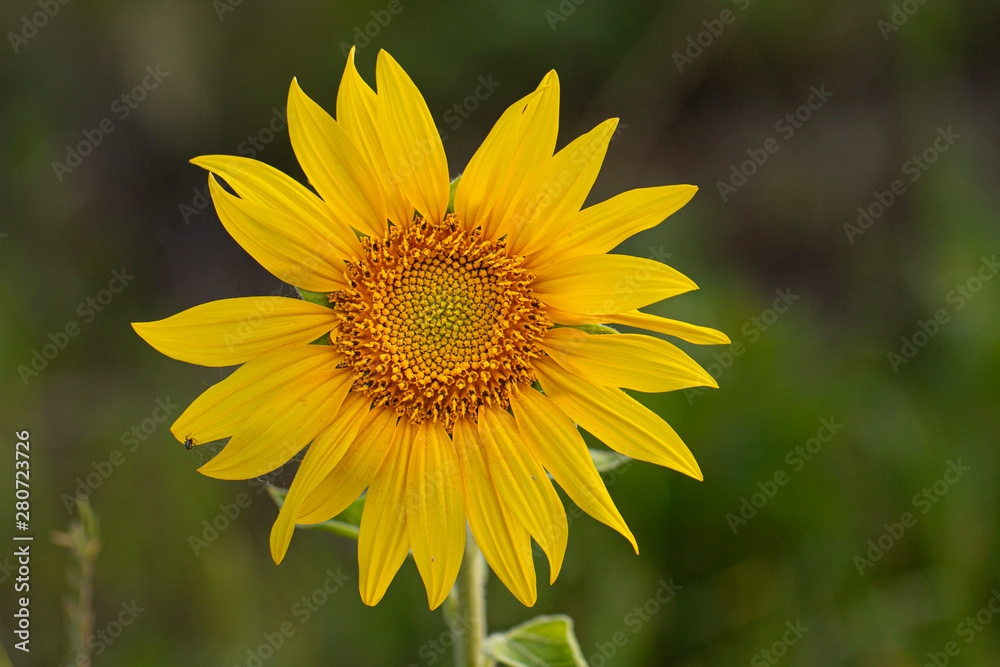 Young sunflower flower close up, soft focus Young sunflower flower close up, soft focus