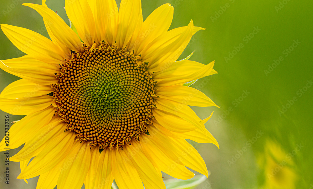 Young sunflower flower close up, soft focus Young sunflower flower close up, soft focus
