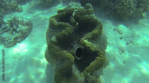 Giant Clam Close Up aka Tridacna Gigas In Underwater Pearl Farm. Giant Clams In Shallow Clear Blue Water In Tropical Lagoon In Aitutaki Coral Reef Cook Islands South Pacific Ocean Polynesia