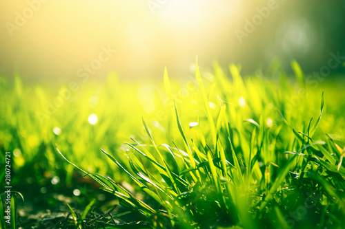 Green grass background with sun light
