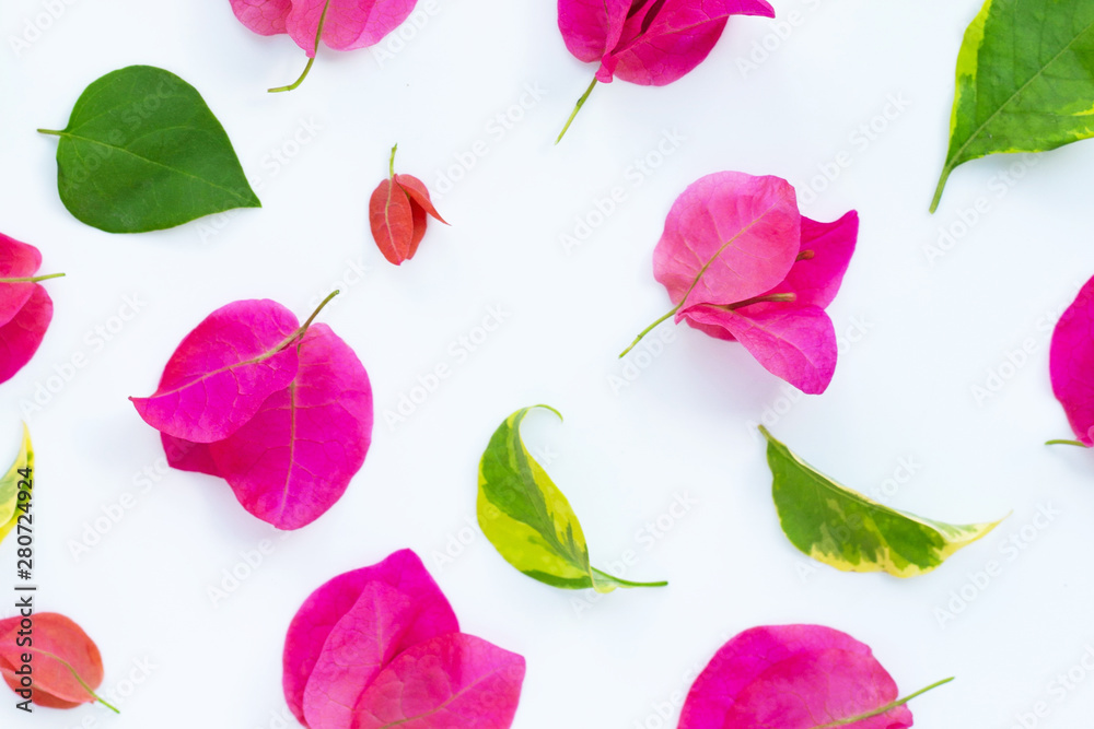 Beautiful red bougainvillea flower on white background. Top view Beautiful red bougainvillea flower on white background. Top view