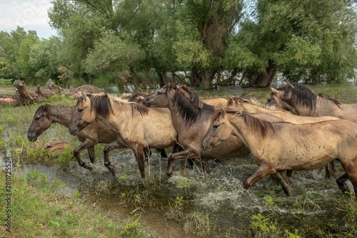 Herd of wild Konik horses in Danube delta, Ermakov Island, Ukraine, Europe photo
