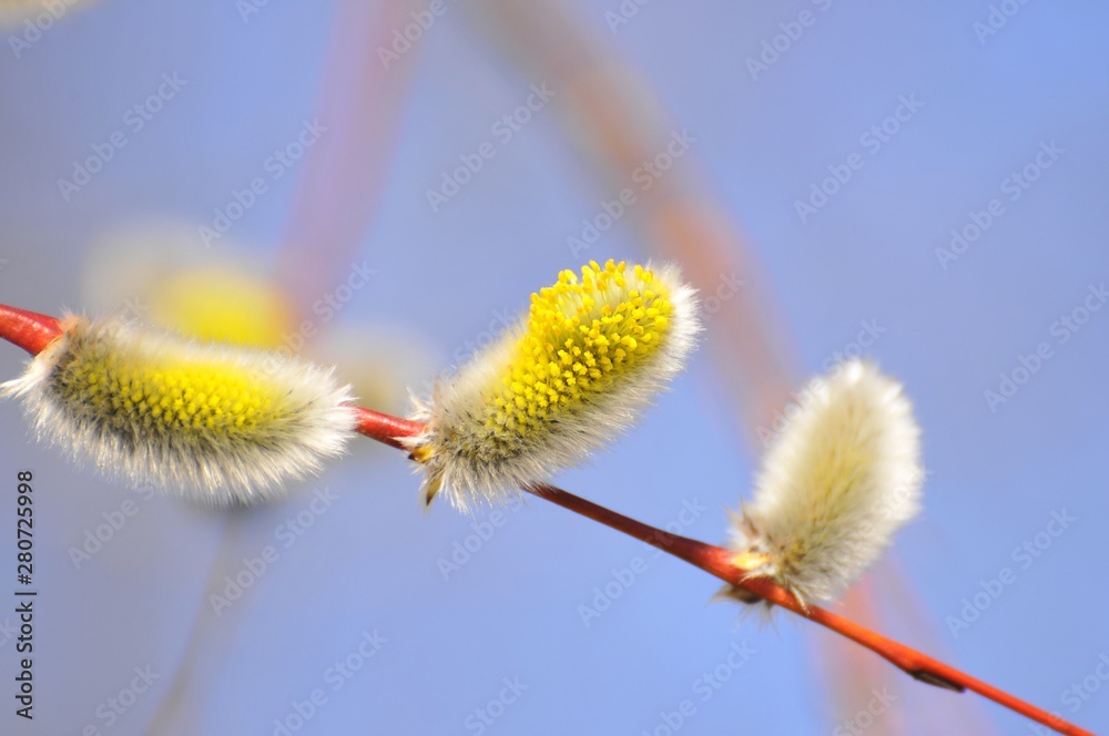 Obraz premium Nature