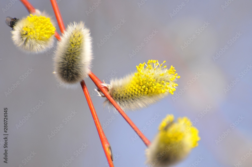 Obraz premium Nature