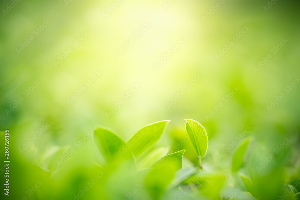 Nature of green leaf in garden at summer. Natural green leaves plants using as spring background cover page greenery environment ecology wallpaper Nature of green leaf in garden at summer. Natural green leaves plants using as spring background cover page greenery environment ecology wallpaper