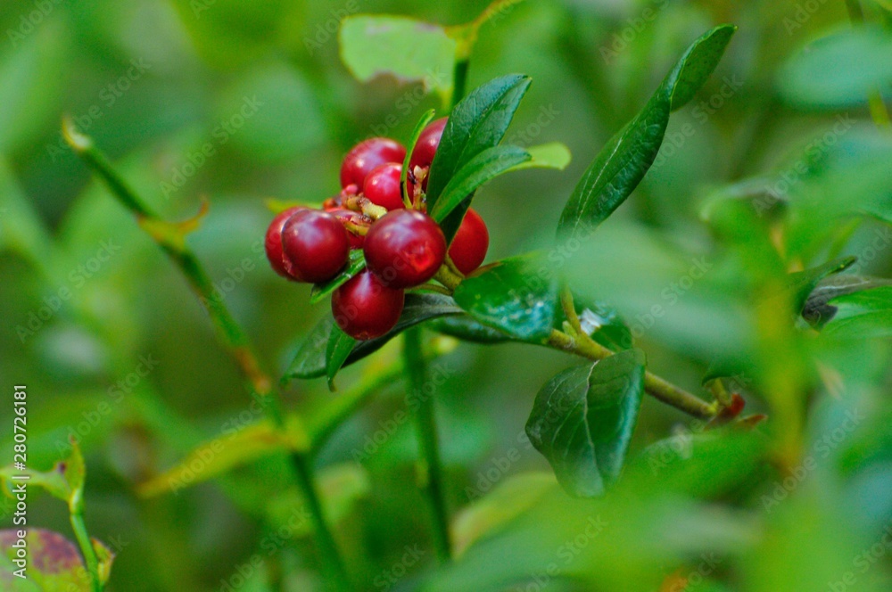 Nature Nature
