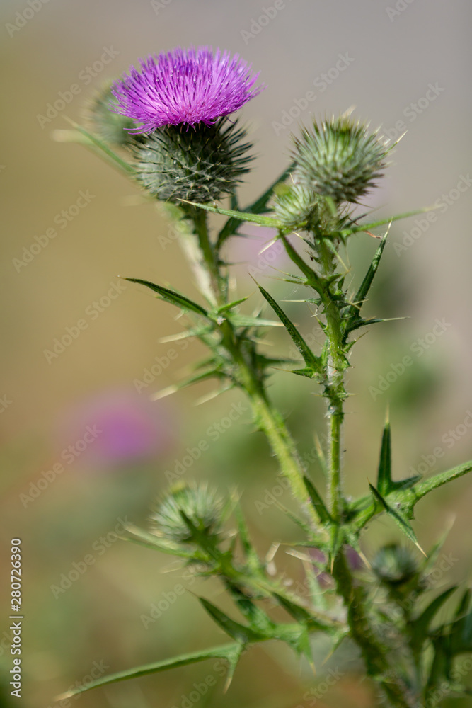 Thistle