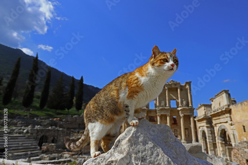 Turkey / İzmir / Selçuk - Free cats living in the ancient city of Ephesus.