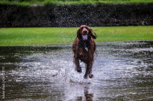Obraz na płótnie Irish Setter Dog Running in Water