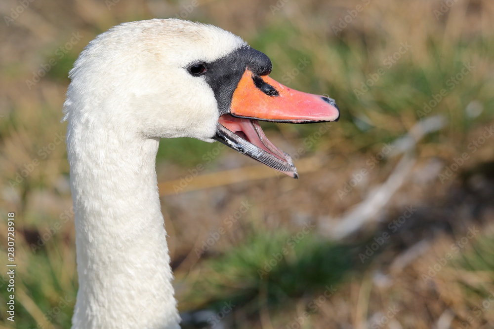 Obraz premium portrait of a swan, close up