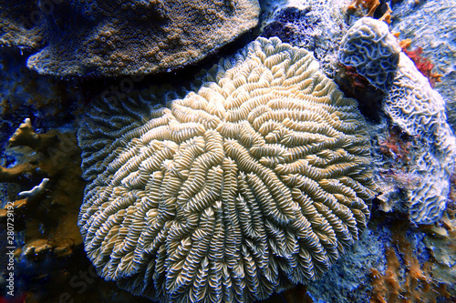 Fototapeta Naklejka Na Ścianę i Meble -  Beautiful Coral reef at the bottom of the ocean.
