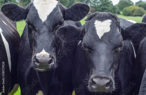 A close up photo of two black and white cows 
