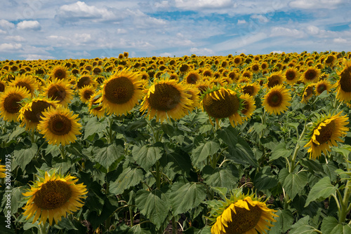 Field of sunfowers in windy day photo