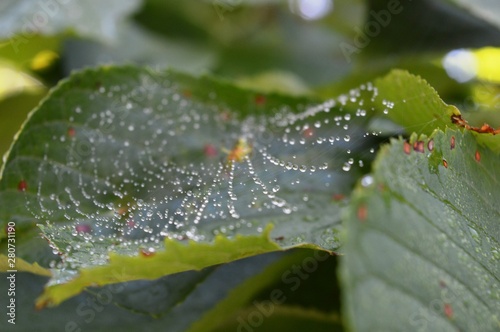spider web and drops of rain on the list