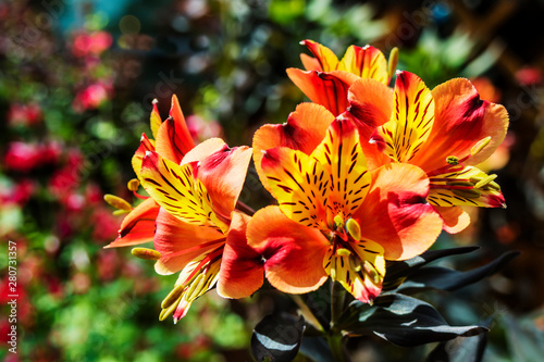 Bright orange flowers of Alstroemeria, commonly called the Peruvian lily or lily of the Incas.