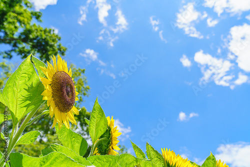 夏の青空とひまわりの花 photo