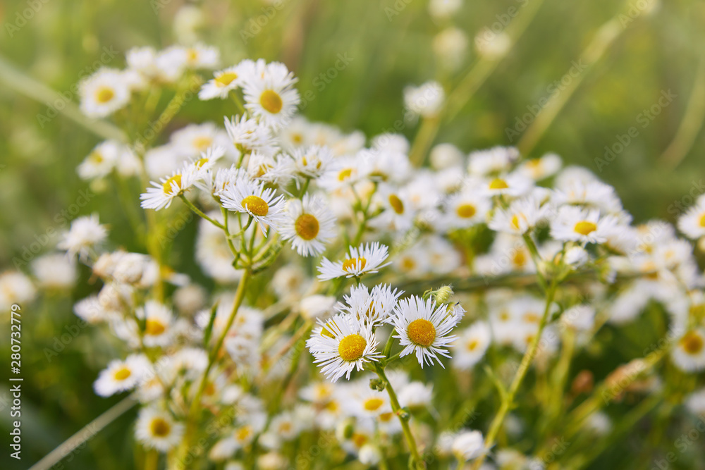 Yellow and white like small daisy flowers Erigeron annuus, annual fleabane, daisy fleabane or eastern daisy fleabane against the background of the earth view from above. Medicinal plants of Europe Yellow and white like small daisy flowers Erigeron annuus, annual fleabane, daisy fleabane or eastern daisy fleabane against the background of the earth view from above. Medicinal plants of Europe