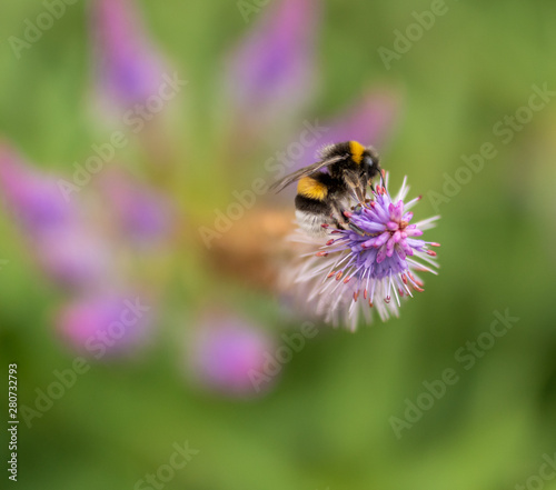 bee on flower