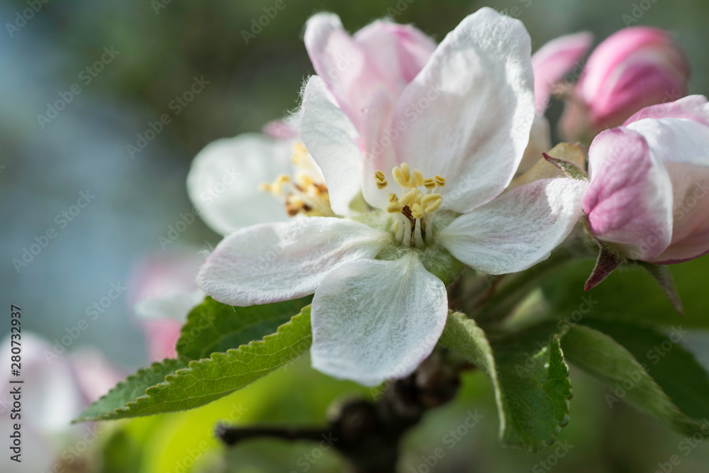 petite fleur au printemps