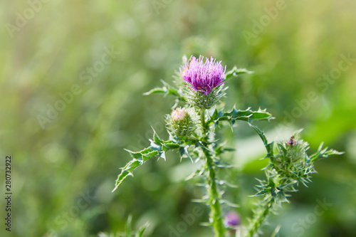 Cirsium vulgare  Spear thistle  Bull thistle  Common thistle  short lived thistle plant with spine tipped winged stems and leaves  pink purple flower heads