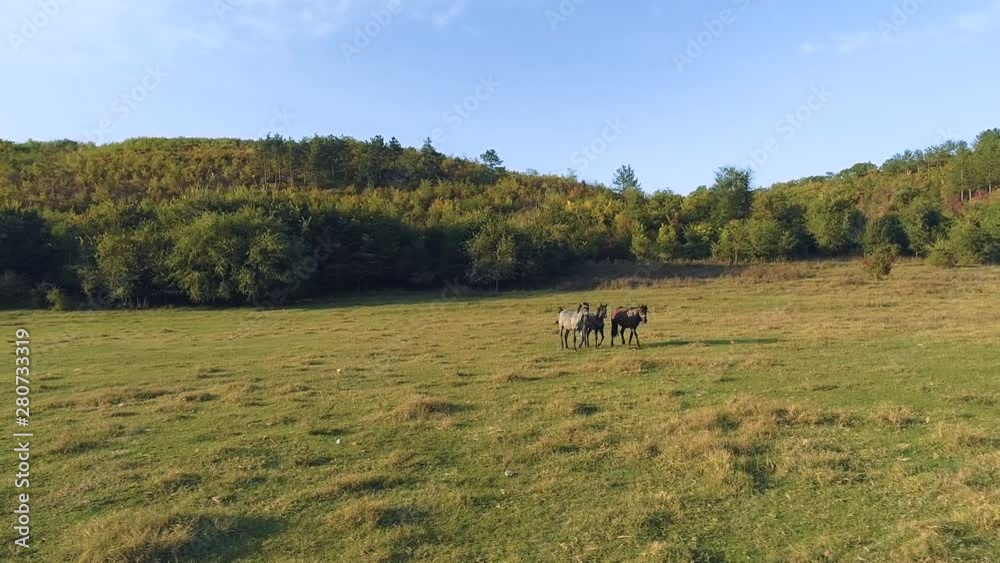 Three wild horses walking in a meadow during the evening. Three wild horses walking in a meadow during the evening.