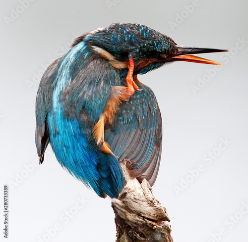 Kingfisher photo